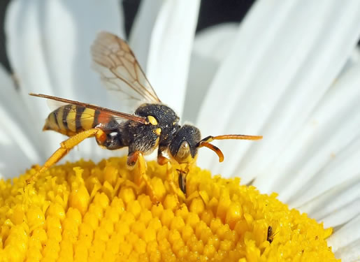 Bee, Wasp Bee, Wild Bee