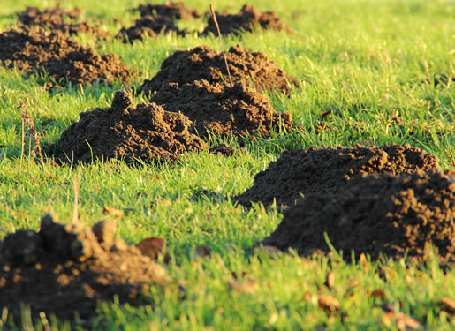 Molehill, Mole, Earth, Meadow