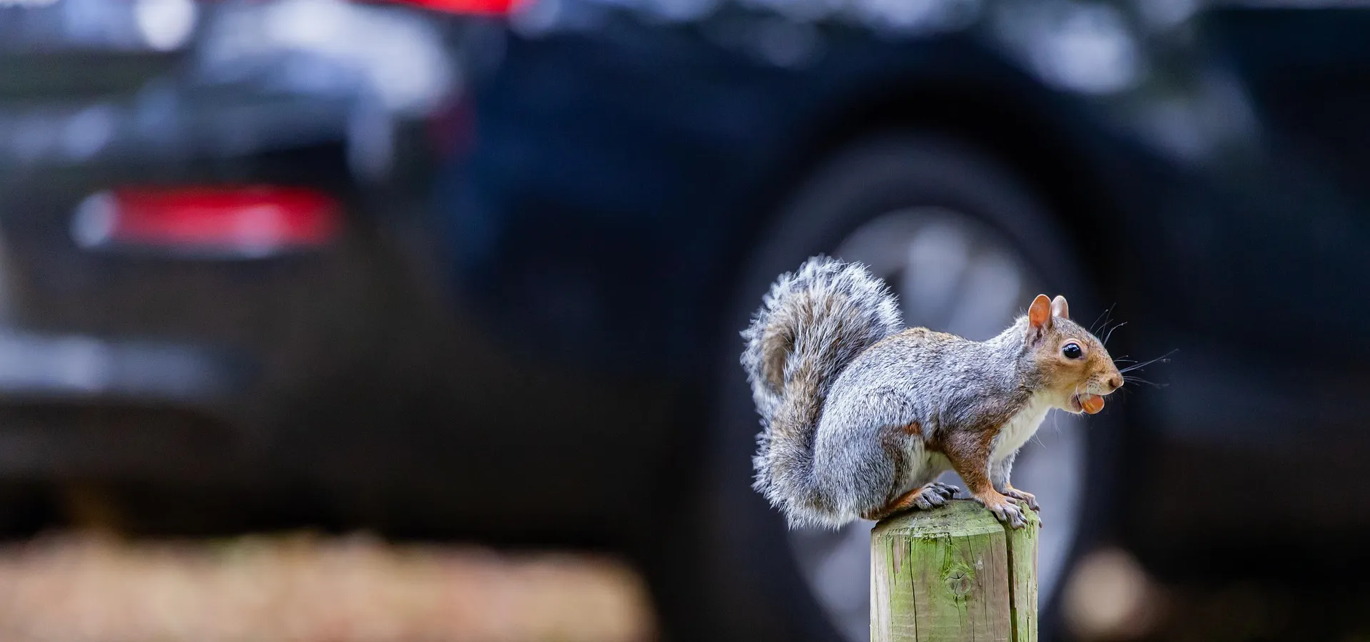 Rodent Control - All Clear Pest Control
