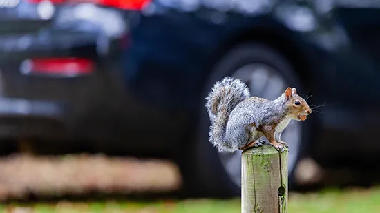 Wildlife Management - All Clear Pest Control