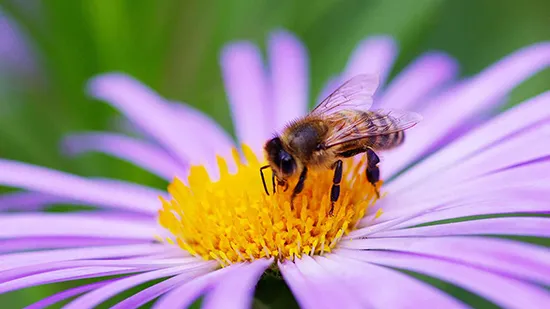 Pest Control Accreditation - All Clear Pest Control